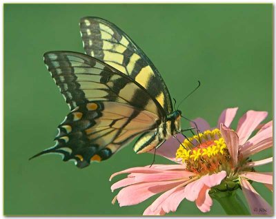 Butterfly_01.jpg