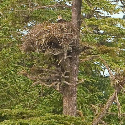 Bald-Eagle-nesting