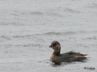 Grbe  bec bigarr (Podilymbus podiceps)