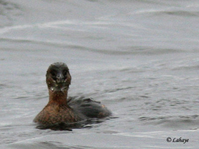 Grbe  bec bigarr (Podilymbus podiceps)