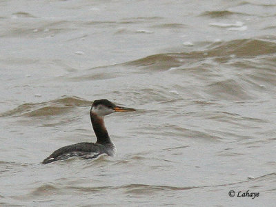 Grbe jougris (Podiceps grisegena)