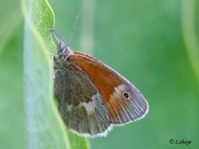 Satyre fauve (Coenonympha tullia inornata)