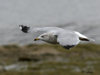  bec cercl (Lanus delawarensis)