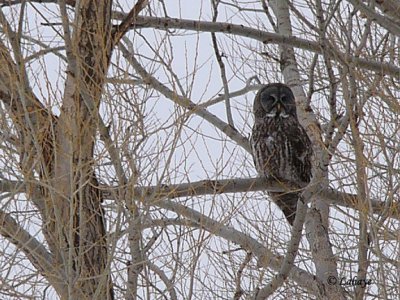 Chouette lapone (Strix nebulosa)