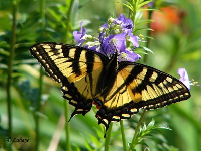 Papillon tigr du Canada (Papilio canadensis)