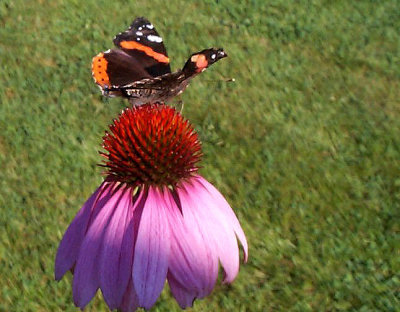 Vulcain (Vanessa Atalanta Rubria)