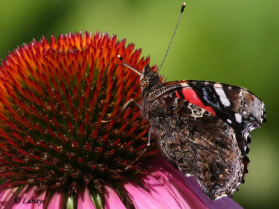 Vulcain (Vanessa Atalanta Rubria)