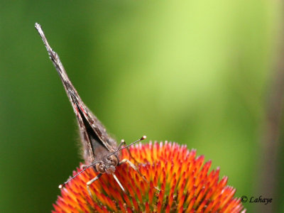 Vulcain (Vanessa Atalanta Rubria)