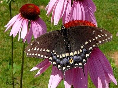 Papillon du céleri (Papilio Polyxenes astenius)