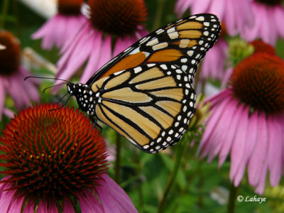 Monarque (Danaus Plexippus)