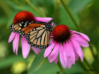 Monarque (Danaus Plexippus)