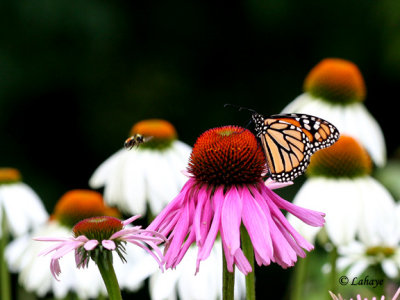 Monarque (Danaus Plexippus)