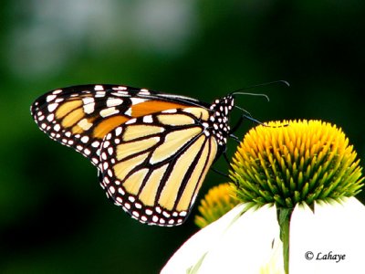 Monarque (Danaus Plexippus)