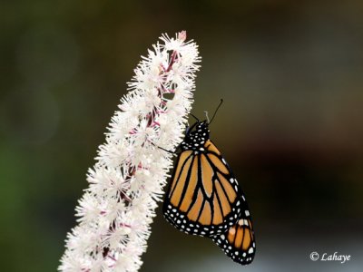 Naissance - Monarque (Danaus plexippus)