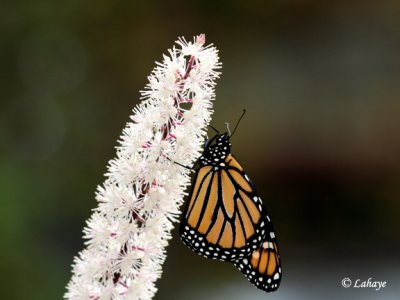 Naissance -  Monarque (Danaus plexippus)