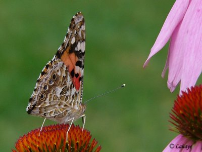 Belle Dame (Vanessa Cardui)