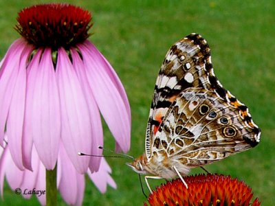 Belle Dame (Vanessa Cardui)