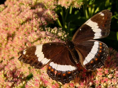 Amiral Blanc (limentis arthemis)