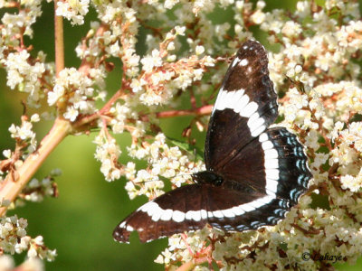 Amiral Blanc (limentis arthemis)