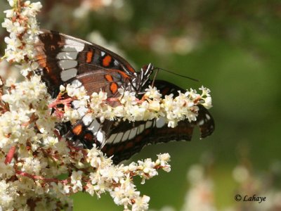 Amiral Blanc (limentis arthemis)