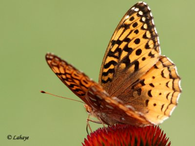 Argynne cybèle (Speyeria cybele)
