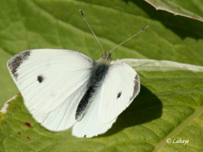 Pieride de la rave male (Pieris rapae)