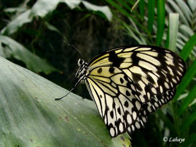 Papillons en libert