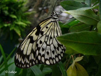 Idea leuconoe - Philippines