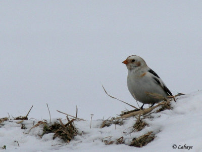Bruants des neiges