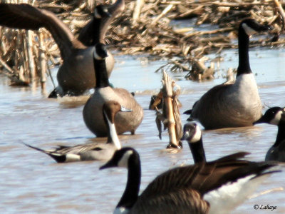 Canards pilet