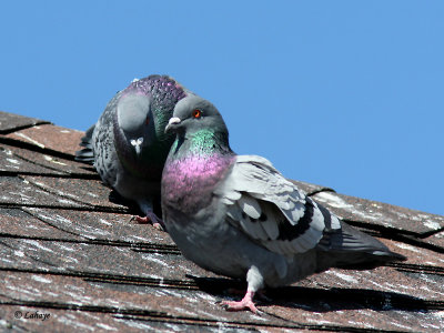 Pigeons Biset