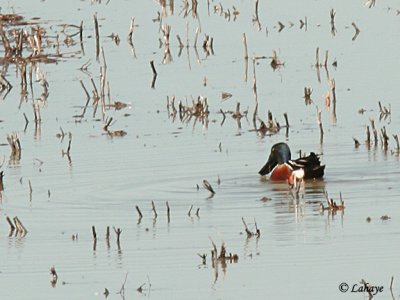 Canards souchets