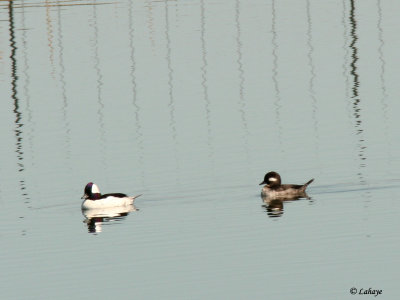 Petits Garrots