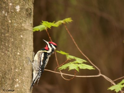 Male