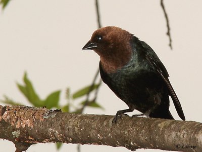 Vacher à tête brune