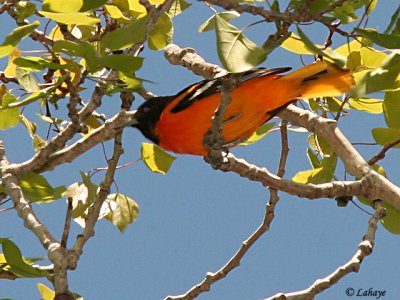 Oriole de Baltimore