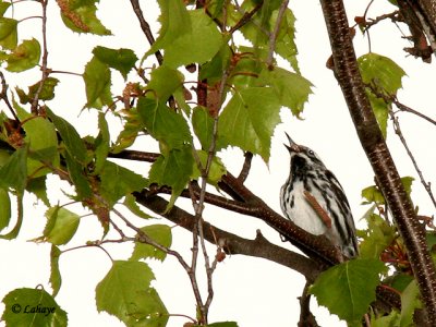 Paruline noir et blanc