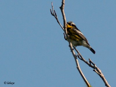 Paruline  tte cendre