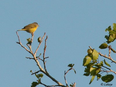 Paruline à joues grises