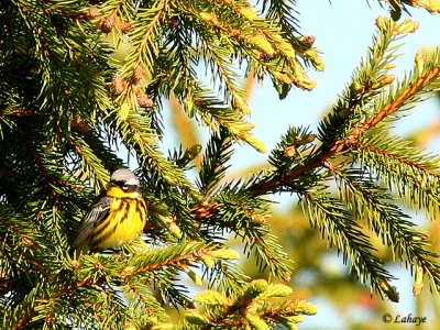 Paruline à tête cendrée