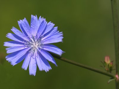 Chicorée sauvage à fleur bleue