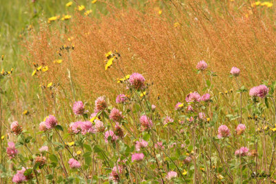 Fleurs des champs