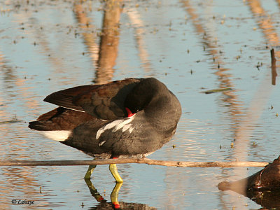 Gallinule poule-d'eau