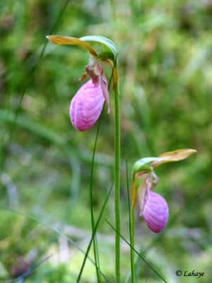 Sabot de la vierge (Cypripedium acaule)