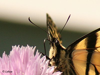 Papillon tigré du Canada