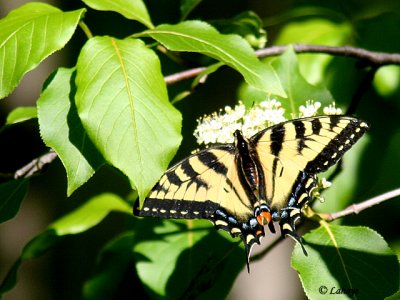 Papillon tigré du Canada