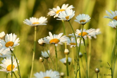 Marguerites des champs