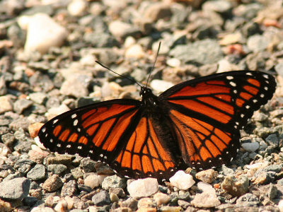 Vice-roi (Limenitis archippus)