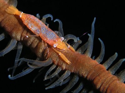 wire coral shrimp