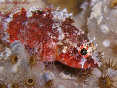 Deep Reef Scorpionfish